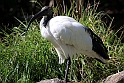 Hellig Ibis 1